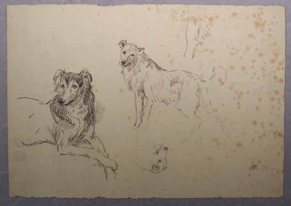 Studies of a Collie